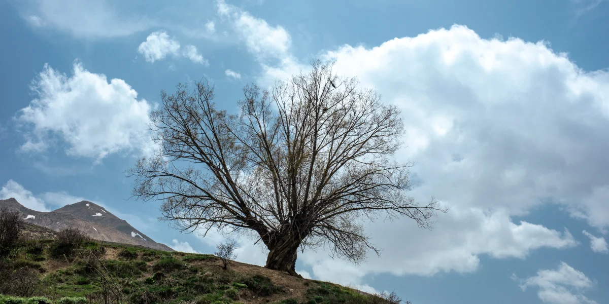 A solitary tree standing on a green hill with dramatic clouds in the background