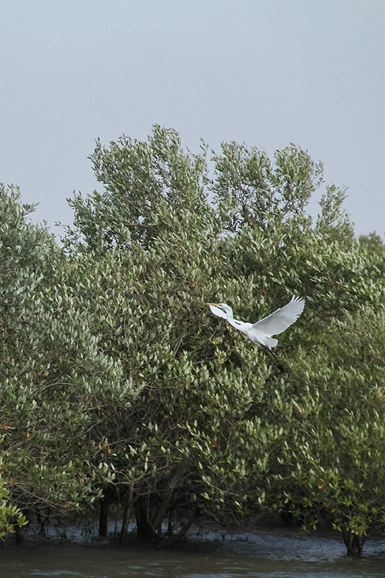 White migrator bird taking flight from the Hara mangrove forest in Hormuz Island, with wings spread above water and mangrove trees in the background.